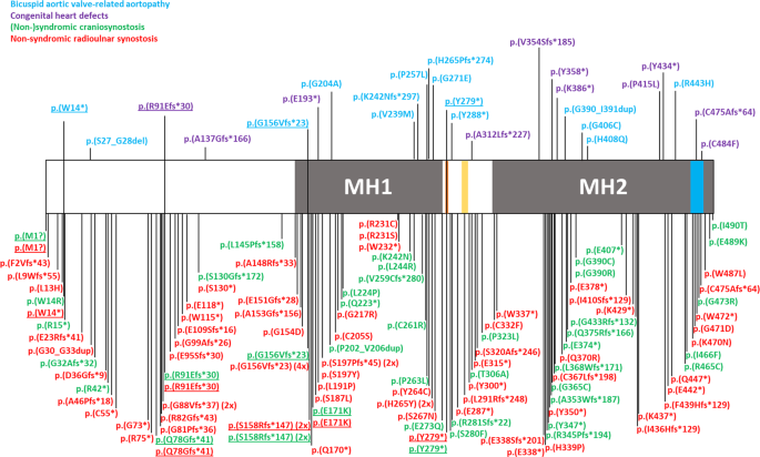 SMAD6-deficiency in human genetic disorders
