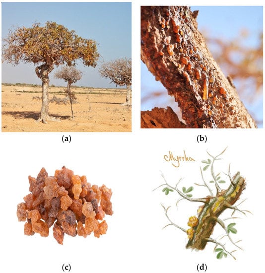 Cosmetics, Vol. 9, Pages 119: Biochemical Properties and Cosmetic Uses of Commiphora myrrha and Boswellia serrata