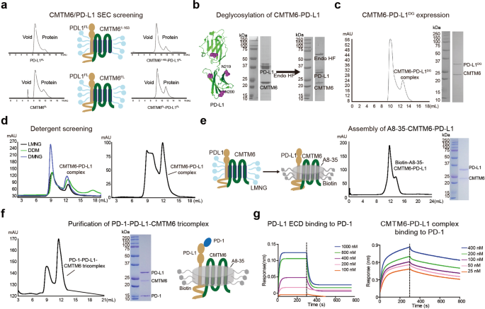 Construction of stable membranal CMTM6-PD-L1 full-length complex to evaluate the PD-1/PD-L1-CMTM6 interaction and develop anti-tumor anti-CMTM6 nanobody