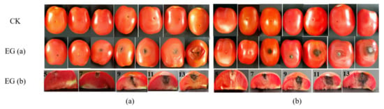 Toxins, Vol. 14, Pages 827: The Potential of Alternaria Toxins Production by A. alternata in Processing Tomatoes