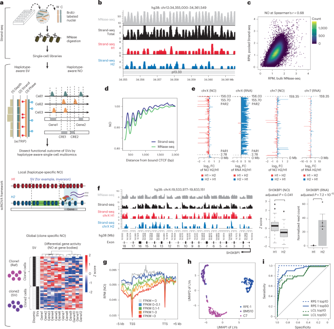 Functional analysis of structural variants in single cells using Strand-seq