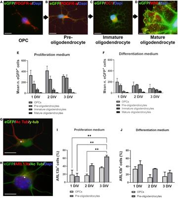 Oligodendroglial primary cilium heterogeneity during development and demyelination/remyelination