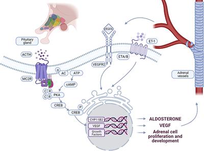 Vascular and hormonal interactions in the adrenal gland