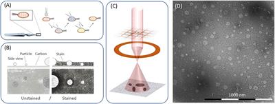 Quality assessment of virus-like particle: A new transmission electron microscopy approach