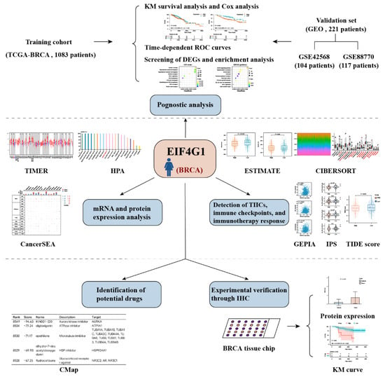 Biomolecules, Vol. 12, Pages 1756: EIF4G1 Is a Potential Prognostic Biomarker of Breast Cancer