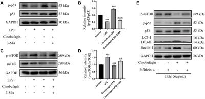 Cinobufagin alleviates lipopolysaccharide-induced acute lung injury by regulating autophagy through activation of the p53/mTOR pathway
