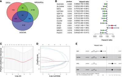 Exploration and validation of a combined immune and metabolism gene signature for prognosis prediction of colorectal cancer