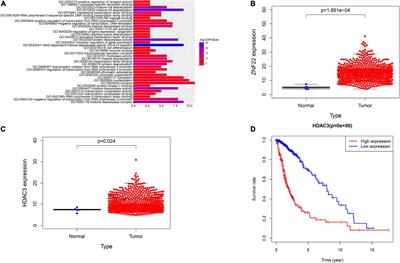 Transcription factor ZNF22 regulates blood-tumor barrier permeability by interacting with HDAC3 protein