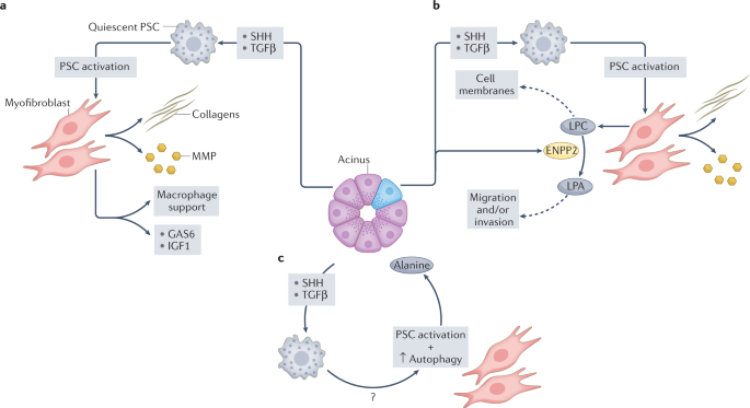 Epithelial and stromal co-evolution and complicity in pancreatic cancer