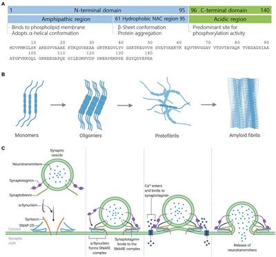 Ingenuity pathway analysis of α-synuclein predicts potential signaling pathways, network molecules, biological functions, and its role in neurological diseases