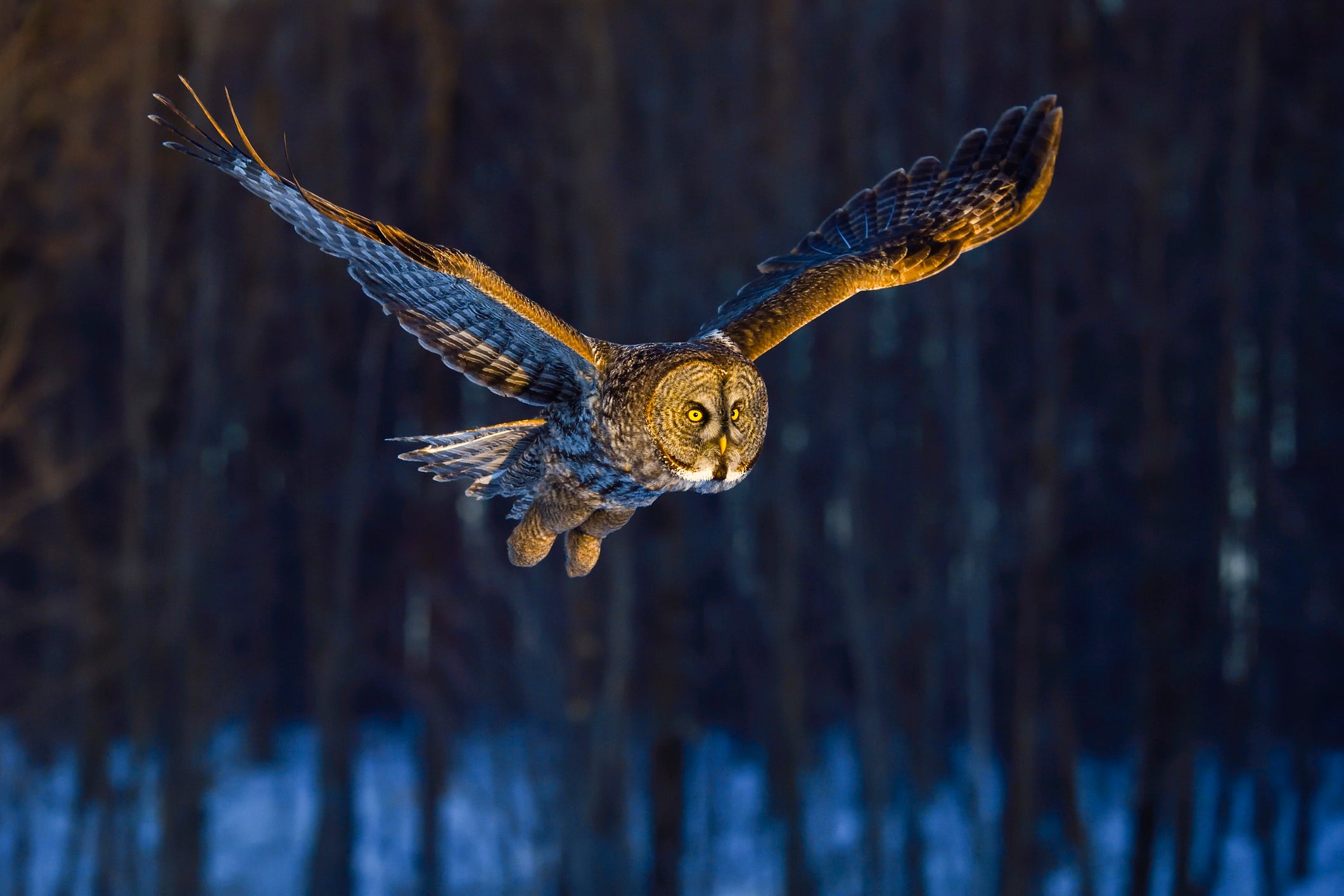 How giant-faced owls snag voles hidden in snow 