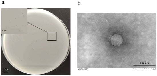 Pathogens, Vol. 11, Pages 1445: Characterization of a New Temperate Escherichia coli Phage vB_EcoP_ZX5 and Its Regulatory Protein