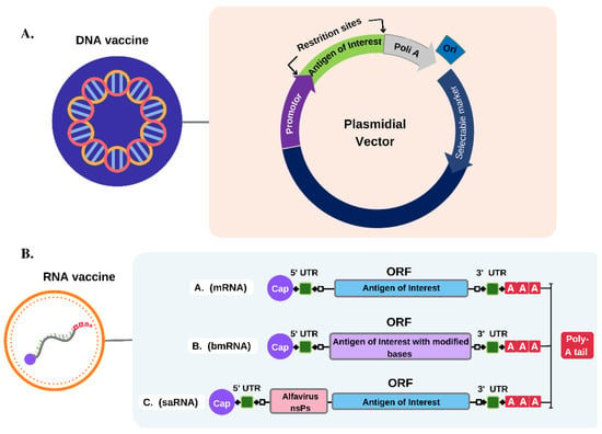 Pathogens, Vol. 11, Pages 1444: Enhancing the Effect of Nucleic Acid Vaccines in the Treatment of HPV-Related Cancers: An Overview of Delivery Systems