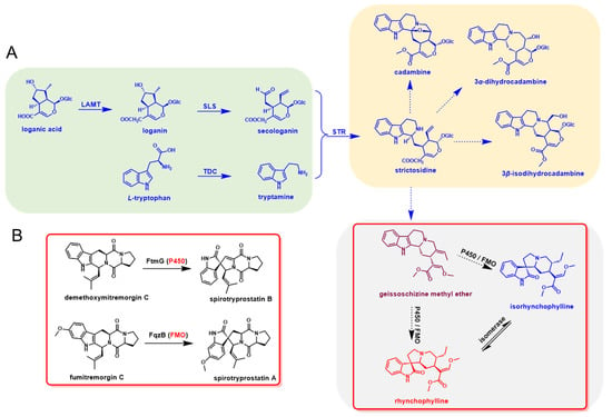 Biomolecules, Vol. 12, Pages 1790: Profiles of Metabolic Genes in Uncaria rhynchophylla and Characterization of the Critical Enzyme Involved in the Biosynthesis of Bioactive Compounds-(iso)Rhynchophylline