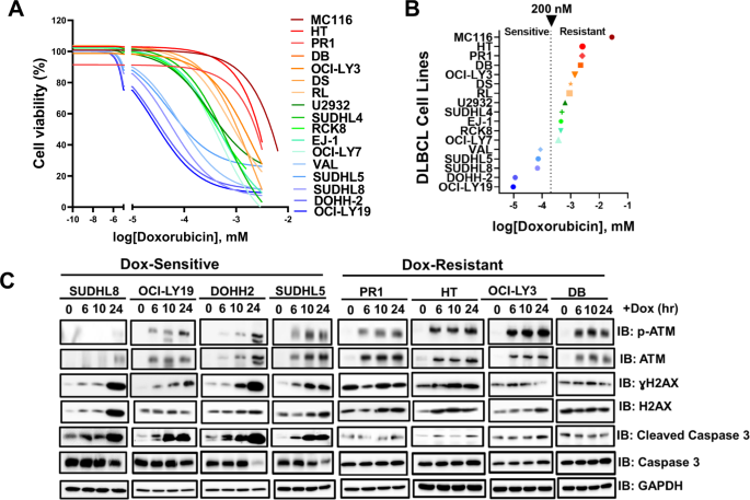Sustained activation of non-canonical NF-κB signalling drives glycolytic reprogramming in doxorubicin-resistant DLBCL