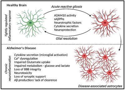 The role of ADAM10 in astrocytes: Implications for Alzheimer’s disease