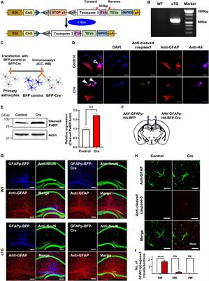 Caspase-dependent apoptosis induces reactivation and gliogenesis of astrocytes in adult mice