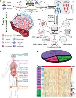 m5C regulator-mediated modification patterns and tumor microenvironment infiltration characterization in colorectal cancer: One step closer to precision medicine