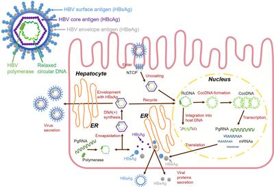 Interferon and interferon-stimulated genes in HBV treatment