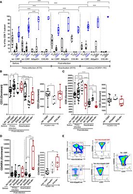 Distinctive phenotype for HLA-E- versus HLA-A2-restricted memory CD8 αβT cells in the course of HCMV infection discloses features shared with NKG2C+CD57+NK and δ2-γδT cell subsets