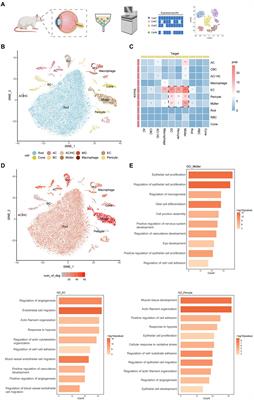 Single-cell RNA sequencing reveals the Müller subtypes and inner blood–retinal barrier regulatory network in early diabetic retinopathy