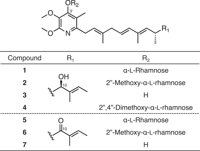New piericidin rhamnosides as potentiators of amphotericin B activity against Candida albicans produced by actinomycete strain TMPU-A0287