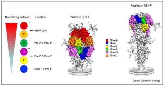 Viruses, Vol. 14, Pages 2702: Neutralizing and Epitope-Specific Antibodies against Respiratory Syncytial Virus in Maternal and Cord Blood Paired Samples