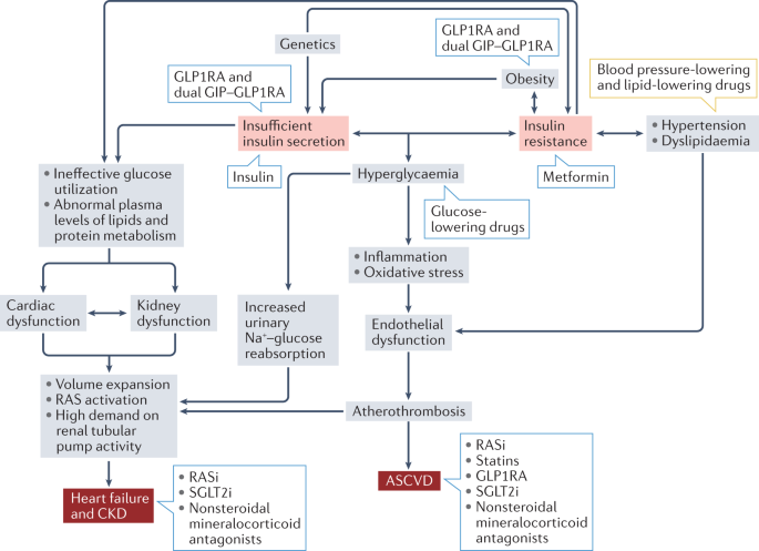 Cardiorenal diseases in type 2 diabetes mellitus: clinical trials and real-world practice