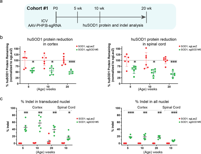 In vivo genome editing using novel AAV-PHP variants rescues motor function deficits and extends survival in a SOD1-ALS mouse model