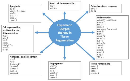 Biomedicines, Vol. 10, Pages 3145: Hyperbaric Oxygen Therapy and Tissue Regeneration: A Literature Survey