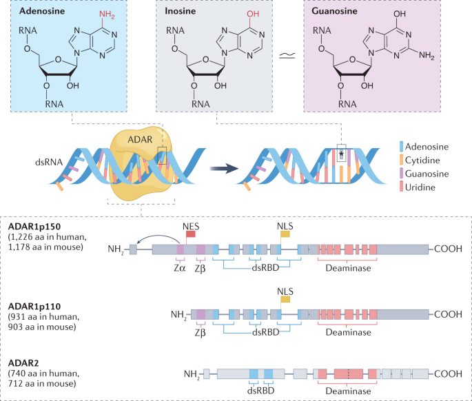 RNA modifications in cardiovascular health and disease