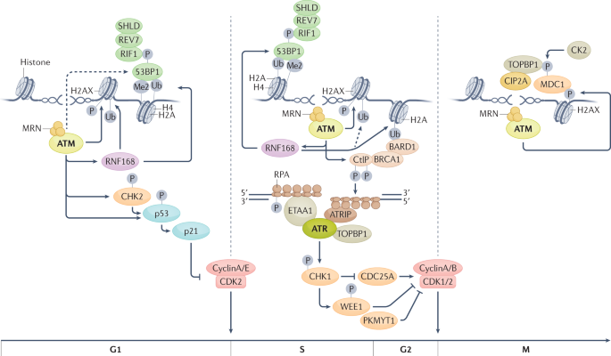 Targeting DNA damage response pathways in cancer