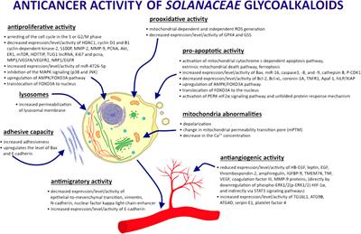 Anticancer activity of glycoalkaloids from Solanum plants: A review