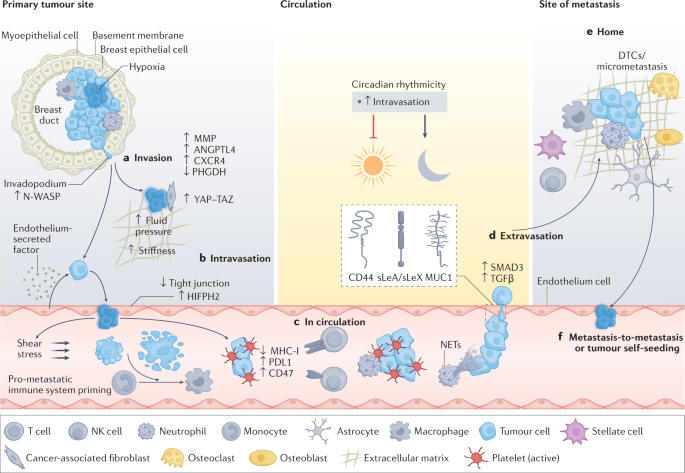 Biology, vulnerabilities and clinical applications of circulating tumour cells