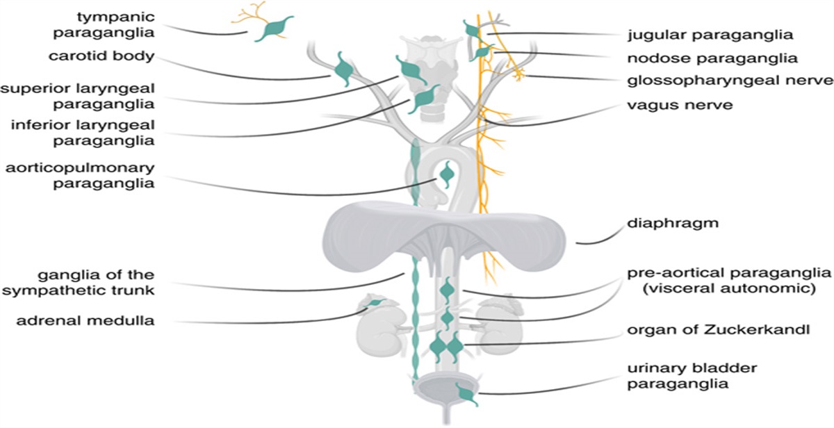 Advances in Adrenal and Extra-adrenal Paraganglioma: Practical Synopsis for Pathologists