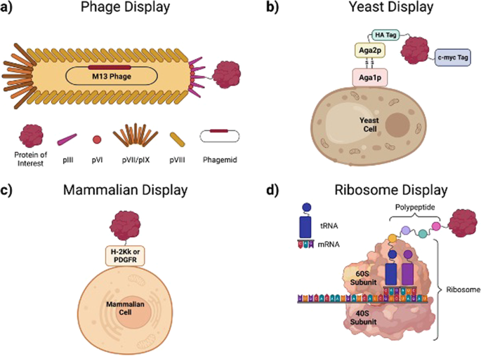 Empowering gene delivery with protein engineering platforms