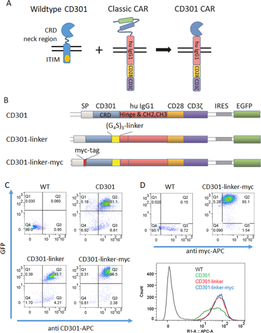Glyco-binding domain chimeric antigen receptors as a new option for cancer immunotherapy