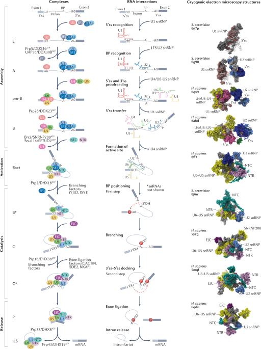 Regulation of pre-mRNA splicing: roles in physiology and disease, and therapeutic prospects
