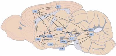 Brain areas modulation in consciousness during sevoflurane anesthesia