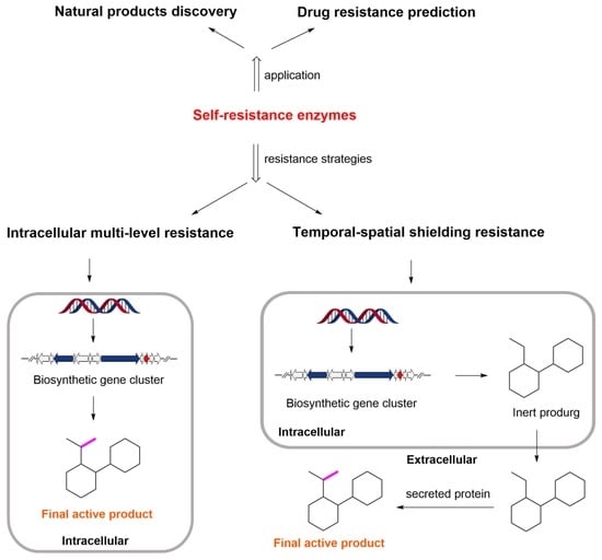 Antibiotics, Vol. 12, Pages 35: Newly Discovered Mechanisms of Antibiotic Self-Resistance with Multiple Enzymes Acting at Different Locations and Stages