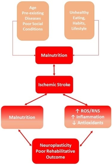 Nutrients, Vol. 15, Pages 108: Influence of Oxidative Stress and Inflammation on Nutritional Status and Neural Plasticity: New Perspectives on Post-Stroke Neurorehabilitative Outcome