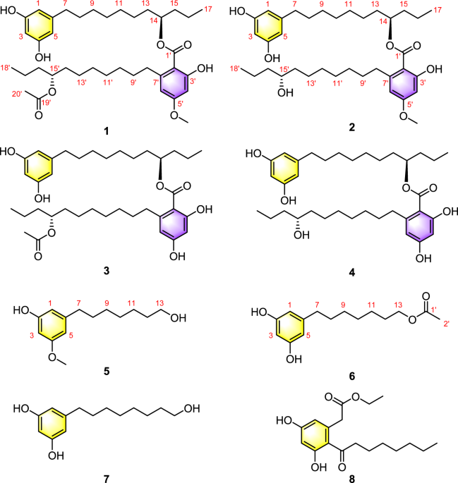 Alkyl aromatic derivatives from the endophytic fungus Cytospora rhizophorae