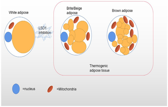 CIMB, Vol. 45, Pages 151-163: LSD1 for the Targeted Regulation of Adipose Tissue
