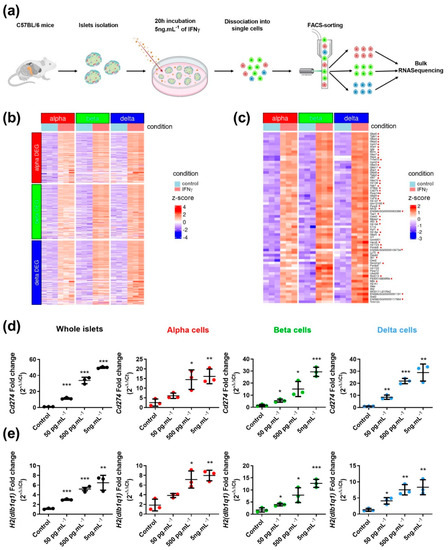 Cells, Vol. 12, Pages 113: Pancreatic Islet Cells Response to IFNγ Relies on Their Spatial Location within an Islet