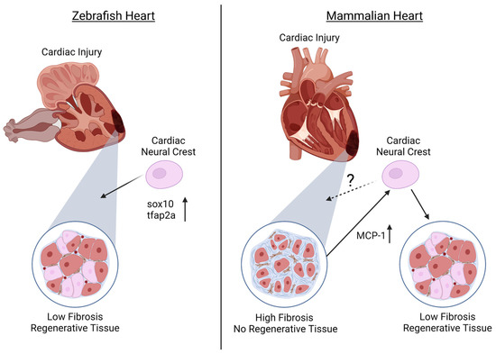 Cells, Vol. 12, Pages 111: Cardiac Neural Crest and Cardiac Regeneration