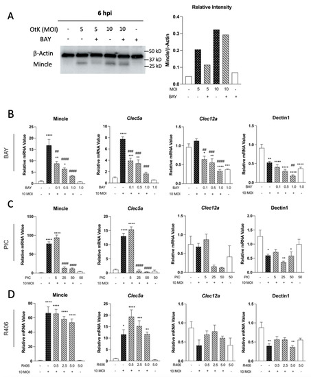 Pathogens, Vol. 12, Pages 53: Orientia tsutsugamushi Infection Stimulates Syk-Dependent Responses and Innate Cytosolic Defenses in Macrophages
