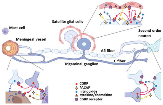 Cells, Vol. 12, Pages 155: Preclinical Studies of Posttraumatic Headache and the Potential Therapeutics