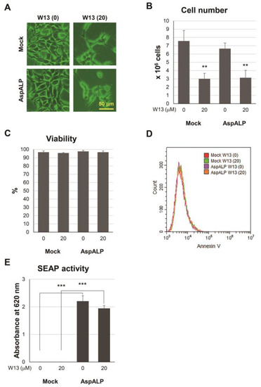 Cells, Vol. 12, Pages 158: Calmodulin as a Key Regulator of Exosomal Signal Peptides