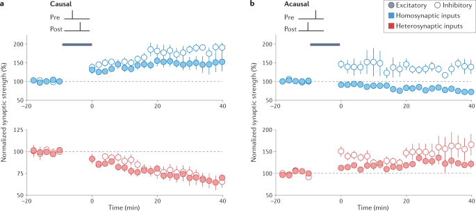 The plasticitome of cortical interneurons