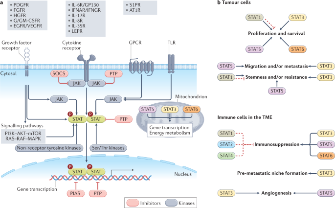 STAT proteins in cancer: orchestration of metabolism